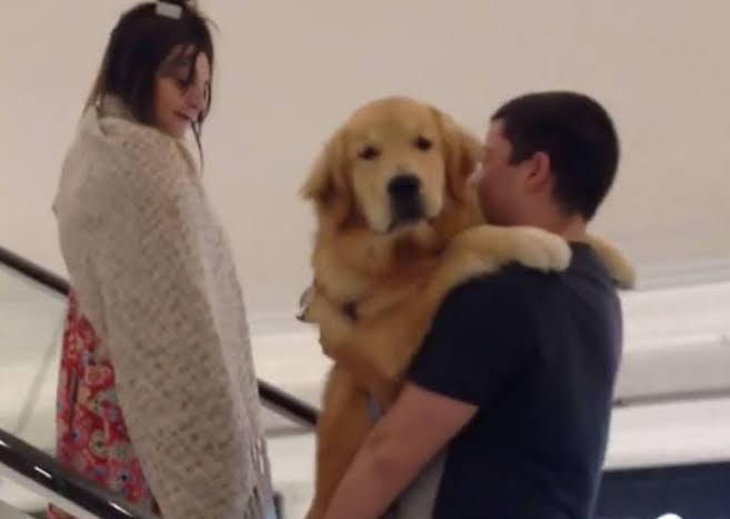 犬のかわいい画像をはるトピ