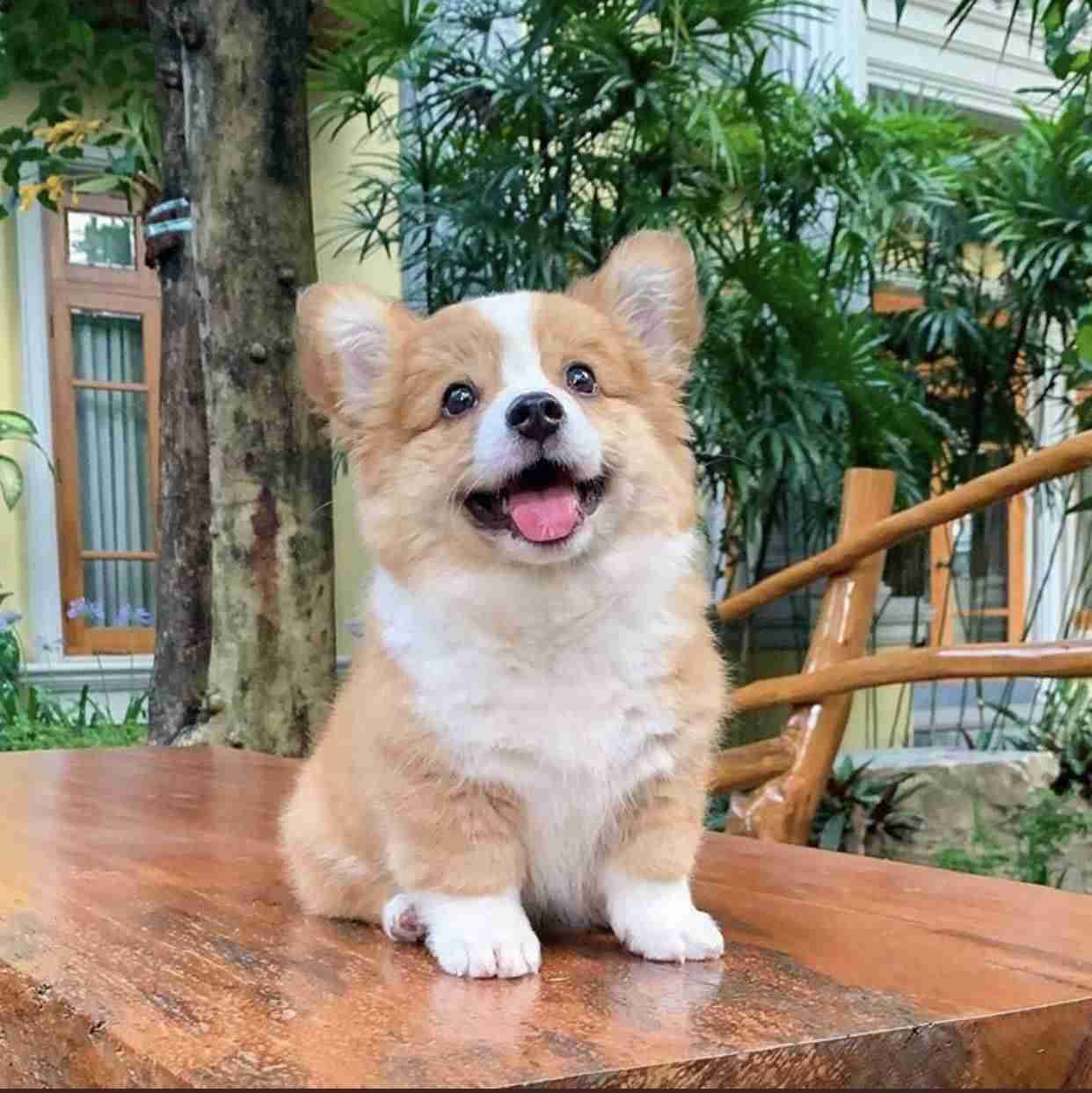 犬のかわいい画像をはるトピ