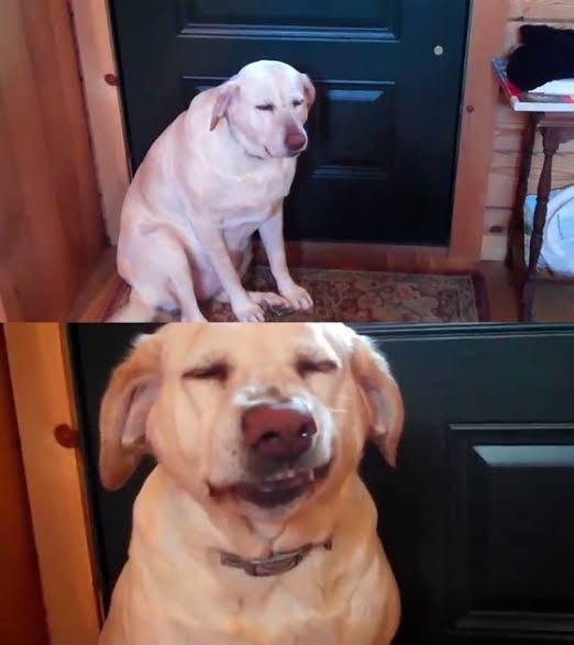 犬のかわいい画像をはるトピ