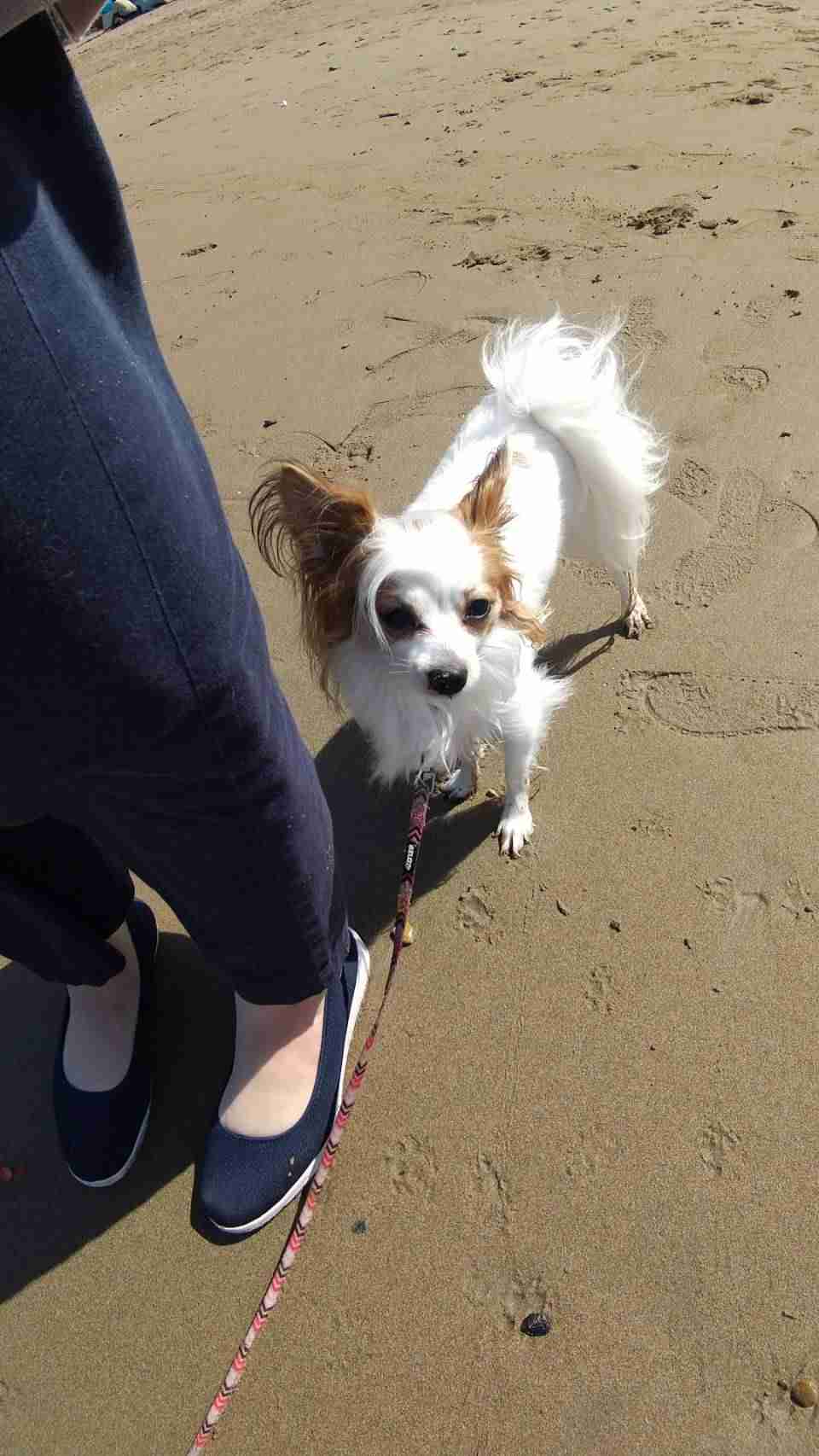 犬のかわいい画像をはるトピ