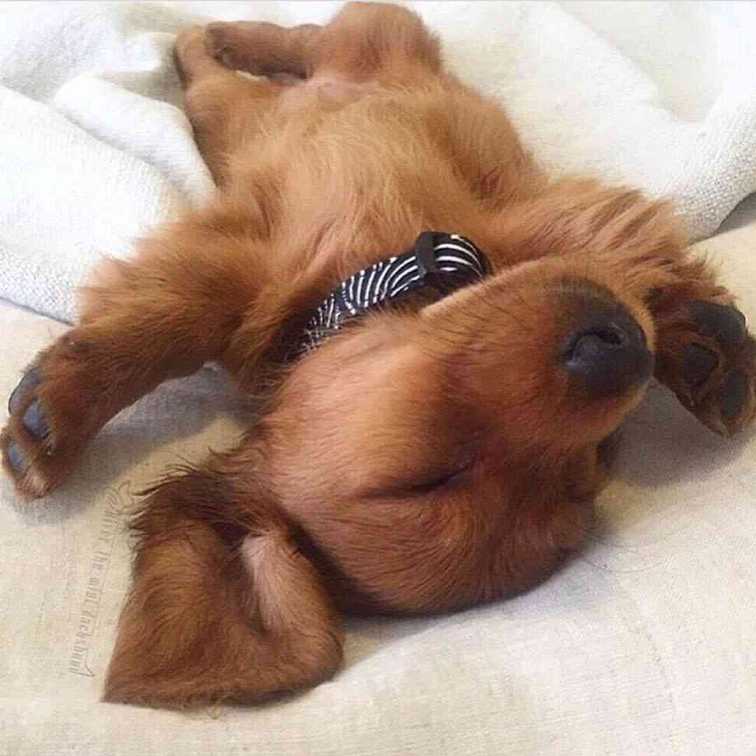 犬のかわいい画像をはるトピ
