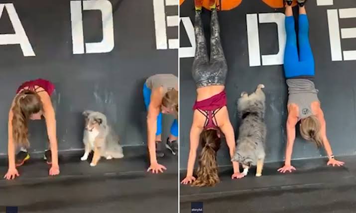 犬のかわいい画像をはるトピ