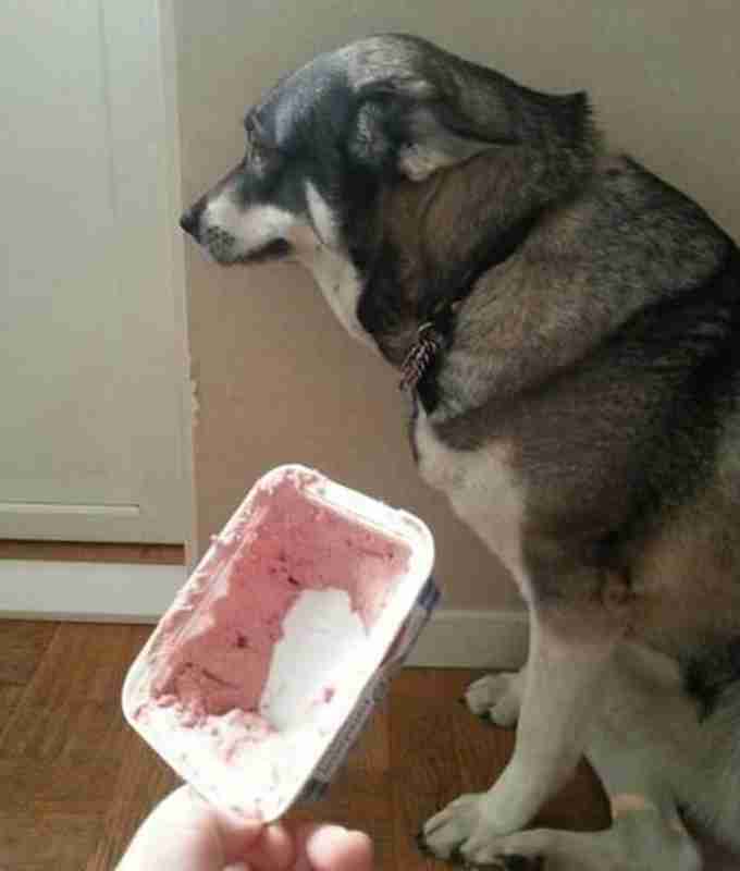 犬のかわいい画像をはるトピ