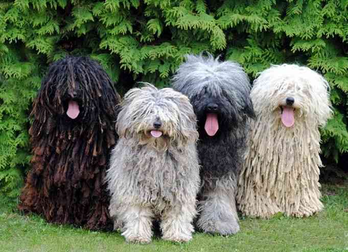 犬のかわいい画像をはるトピ