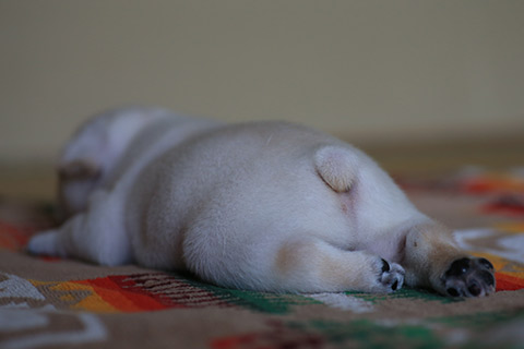 犬のかわいい画像をはるトピ
