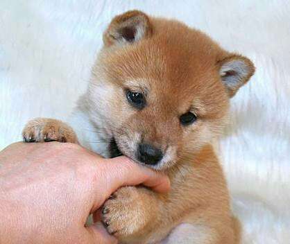 犬のかわいい画像をはるトピ