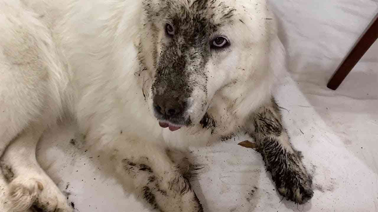 犬のかわいい画像をはるトピ