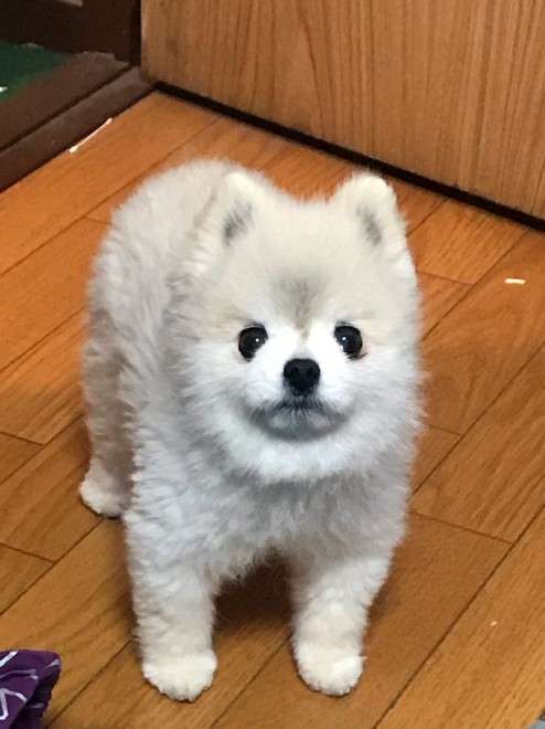 犬のかわいい画像をはるトピ