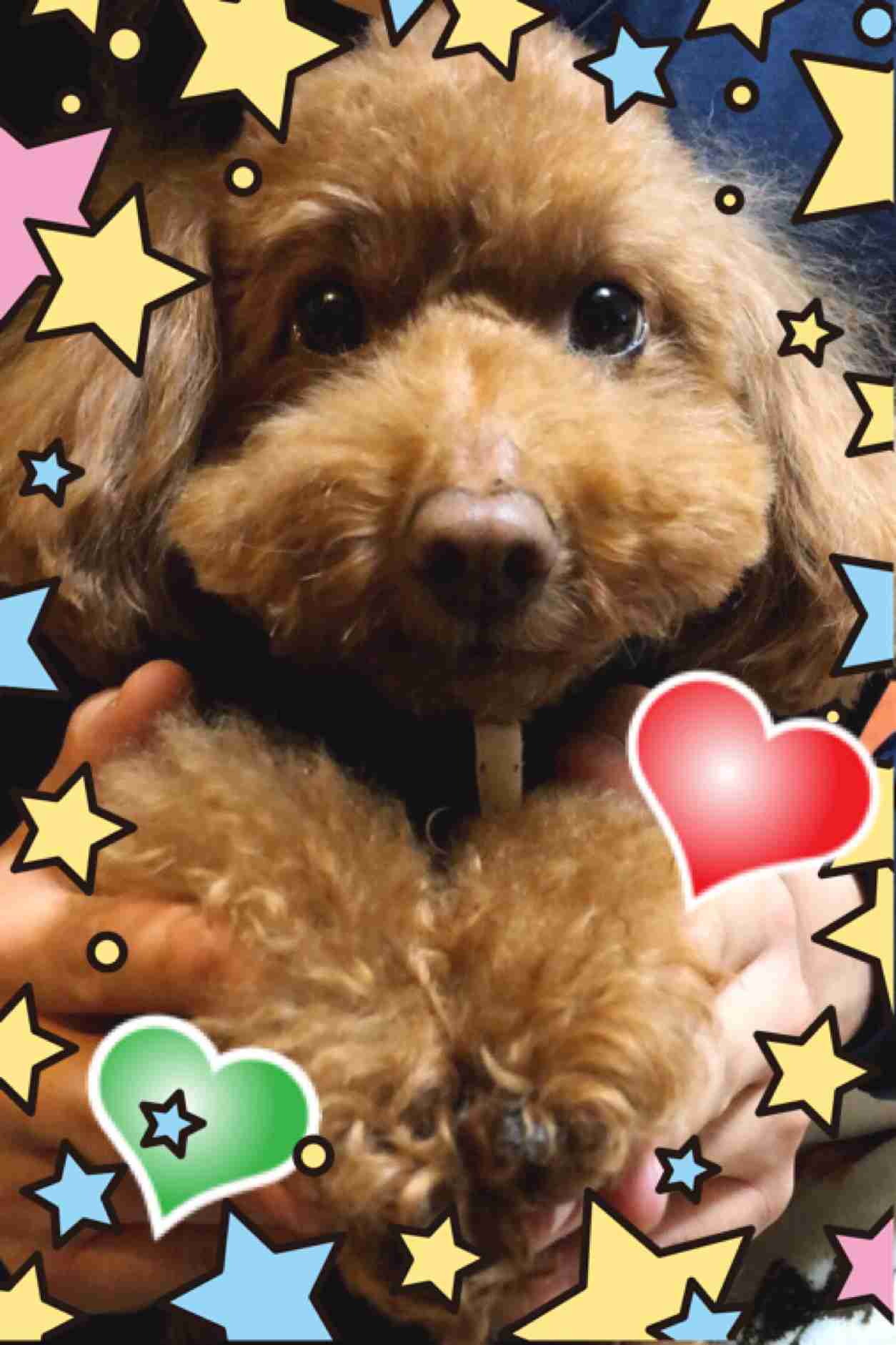犬のかわいい画像をはるトピ