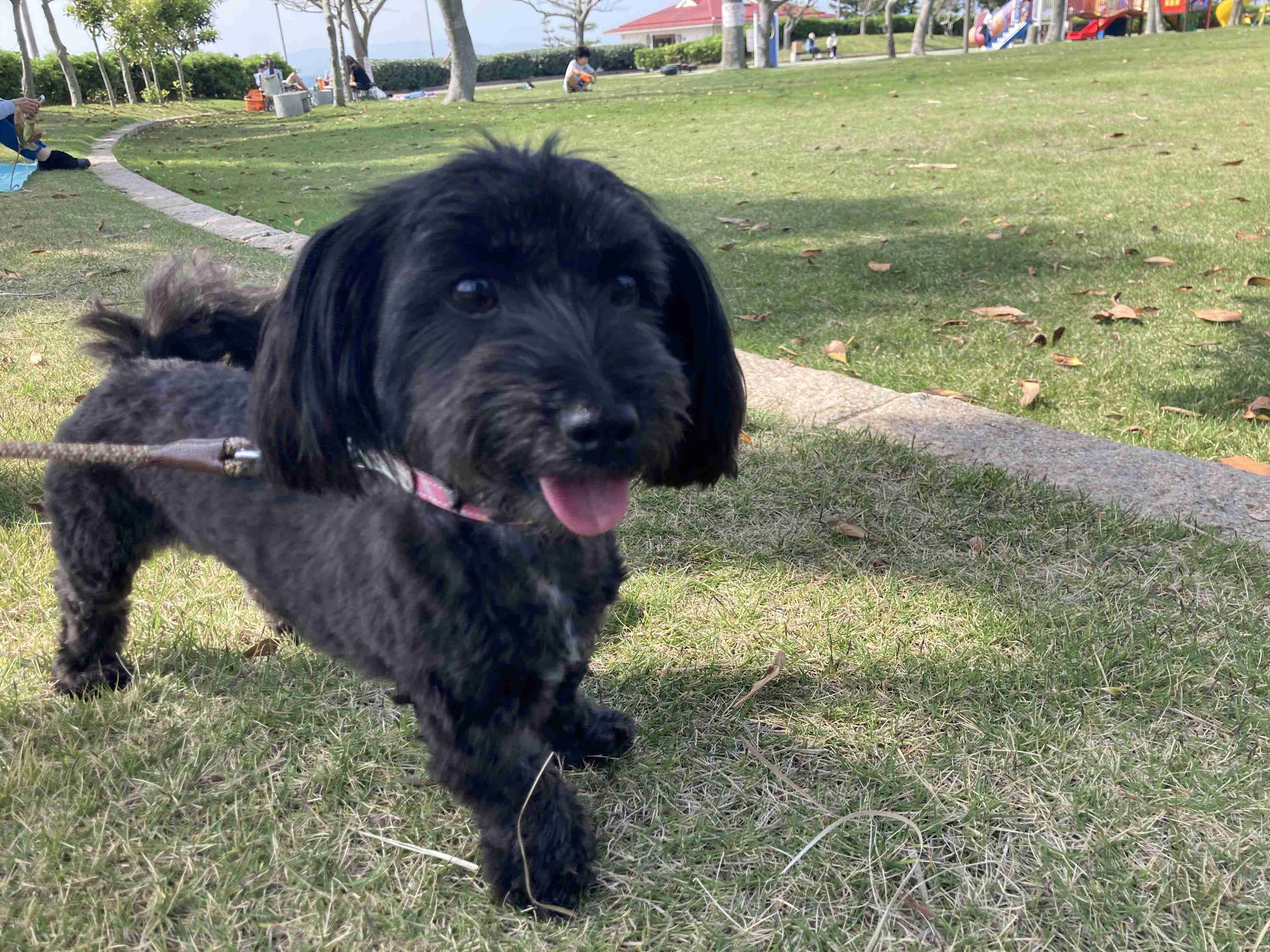 犬のかわいい画像をはるトピ