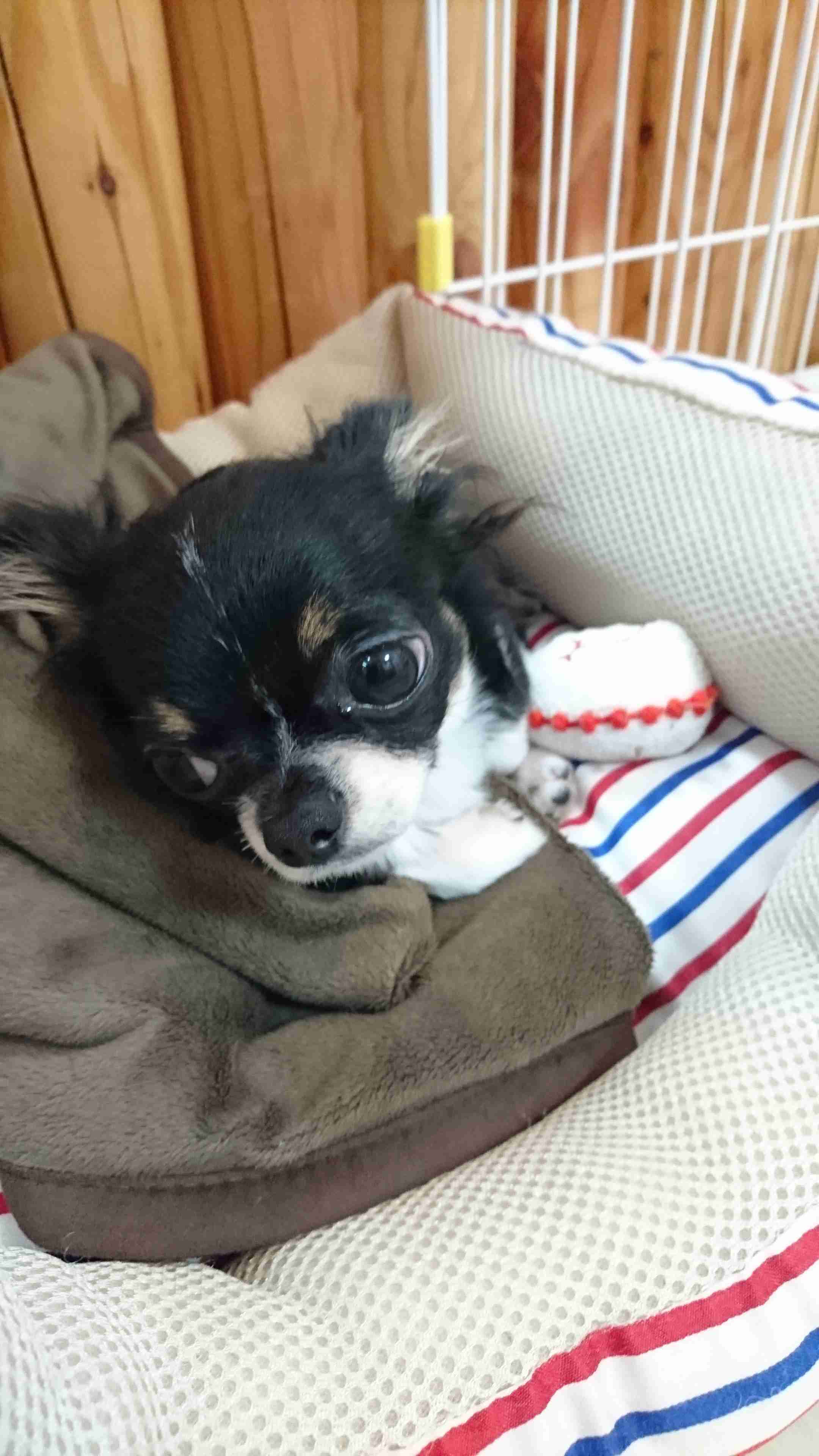 犬のかわいい画像をはるトピ