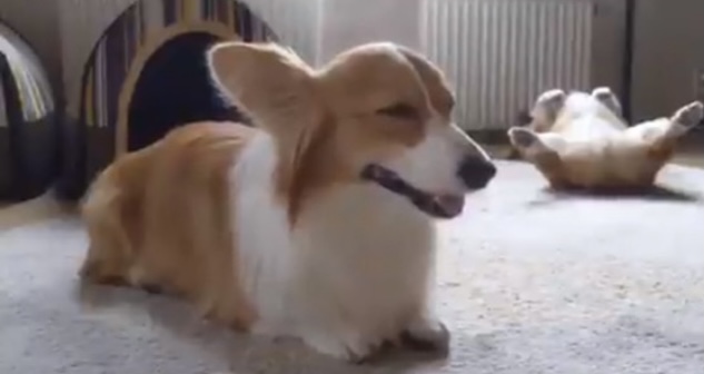 犬のかわいい画像をはるトピ