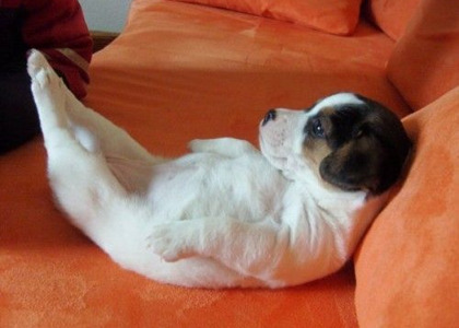 犬のかわいい画像をはるトピ