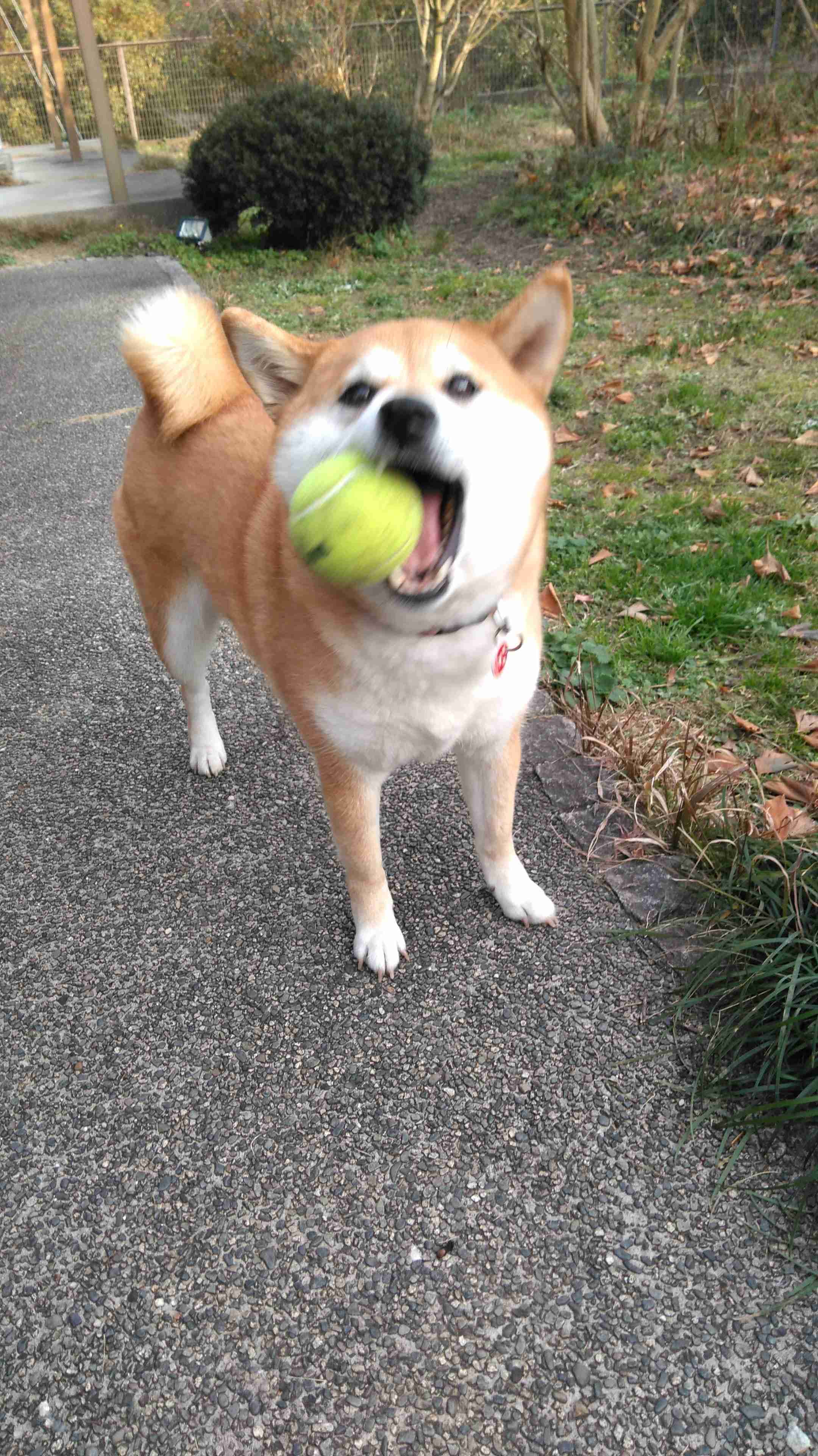 犬のかわいい画像をはるトピ
