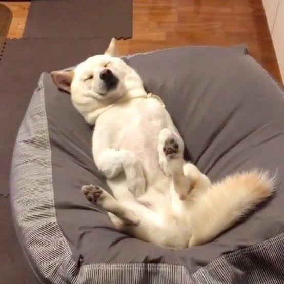 犬のかわいい画像をはるトピ