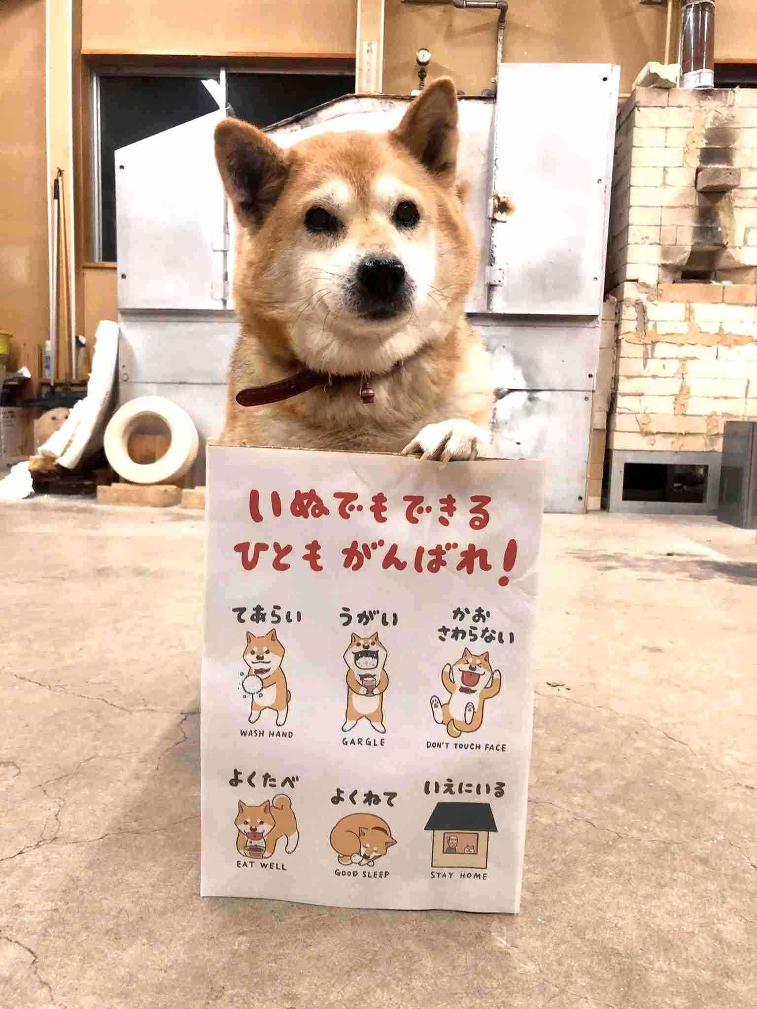 犬のかわいい画像をはるトピ