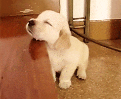 犬のかわいい画像をはるトピ