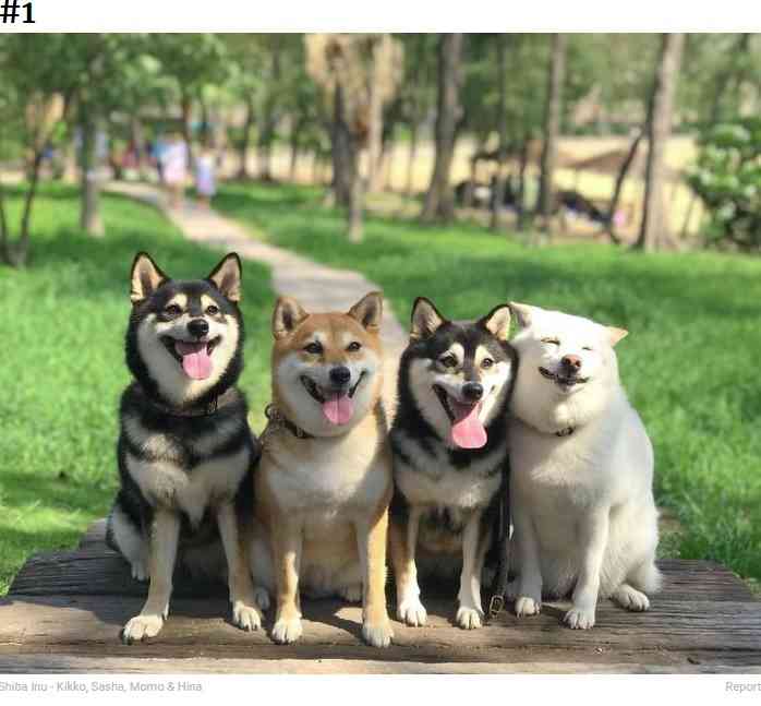 犬のかわいい画像をはるトピ