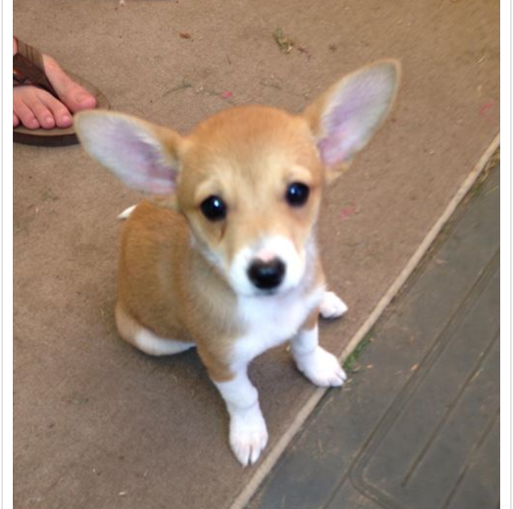 犬のかわいい画像をはるトピ
