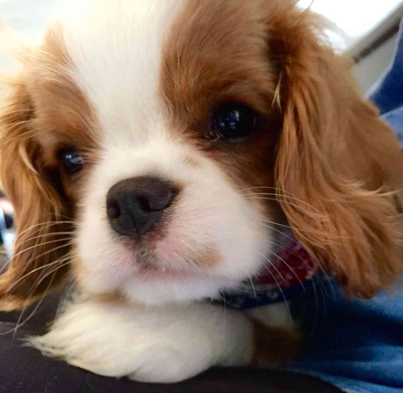 犬のかわいい画像をはるトピ