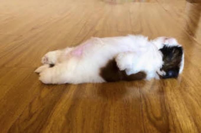 犬のかわいい画像をはるトピ