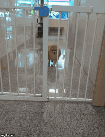 犬のかわいい画像をはるトピ