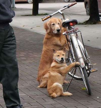 犬のかわいい画像をはるトピ