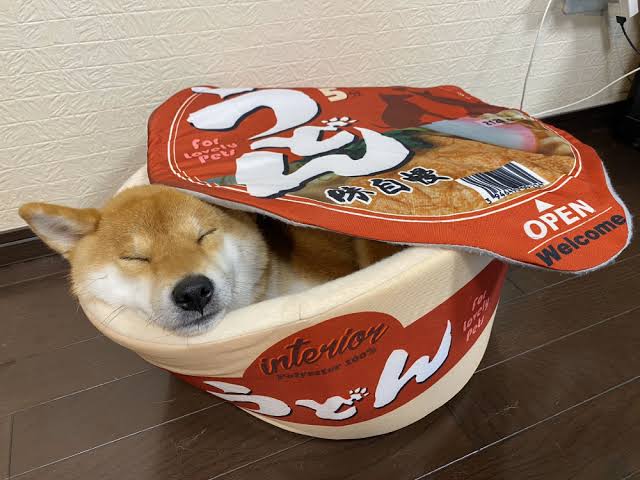 犬のかわいい画像をはるトピ