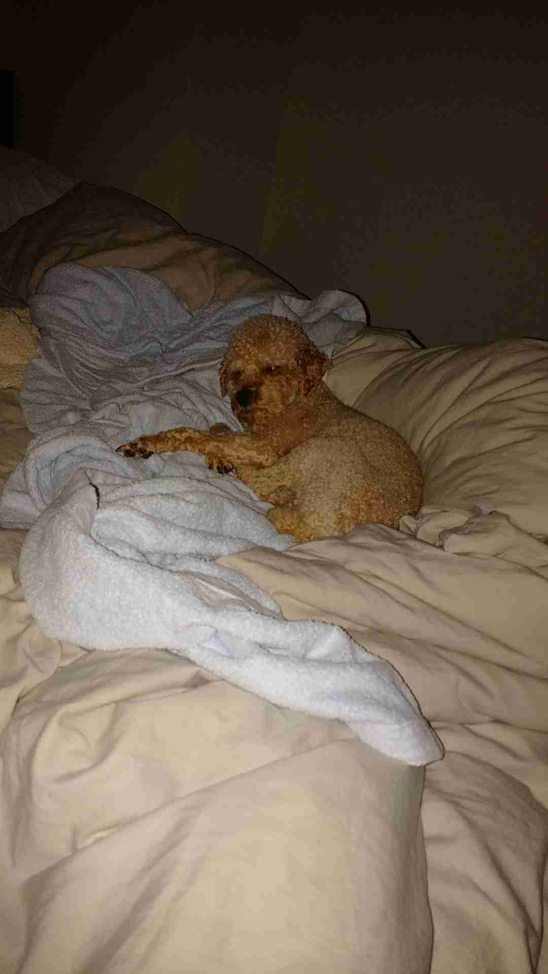 犬のかわいい画像をはるトピ
