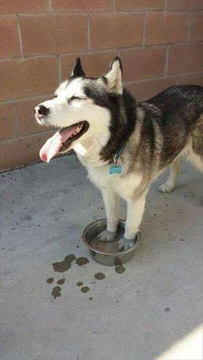 犬のかわいい画像をはるトピ