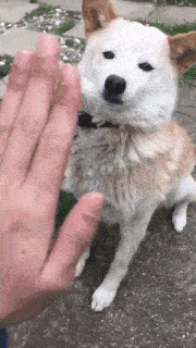 犬のかわいい画像をはるトピ