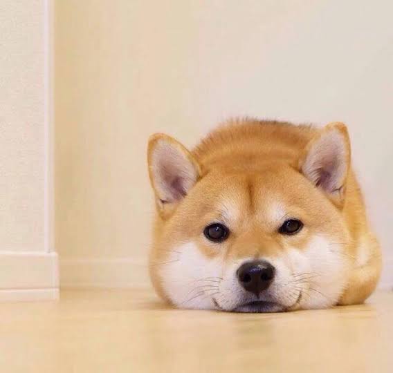 犬のかわいい画像をはるトピ
