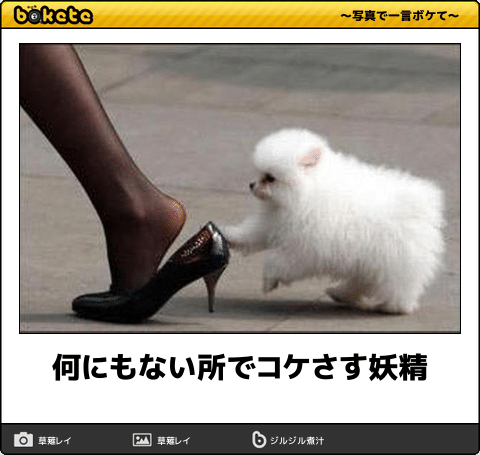 犬のかわいい画像をはるトピ