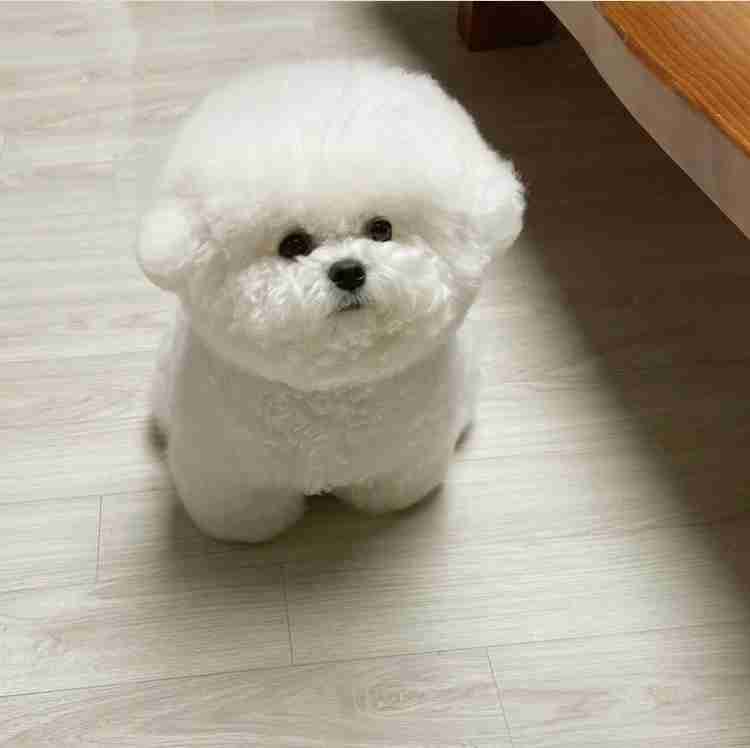 犬のかわいい画像をはるトピ