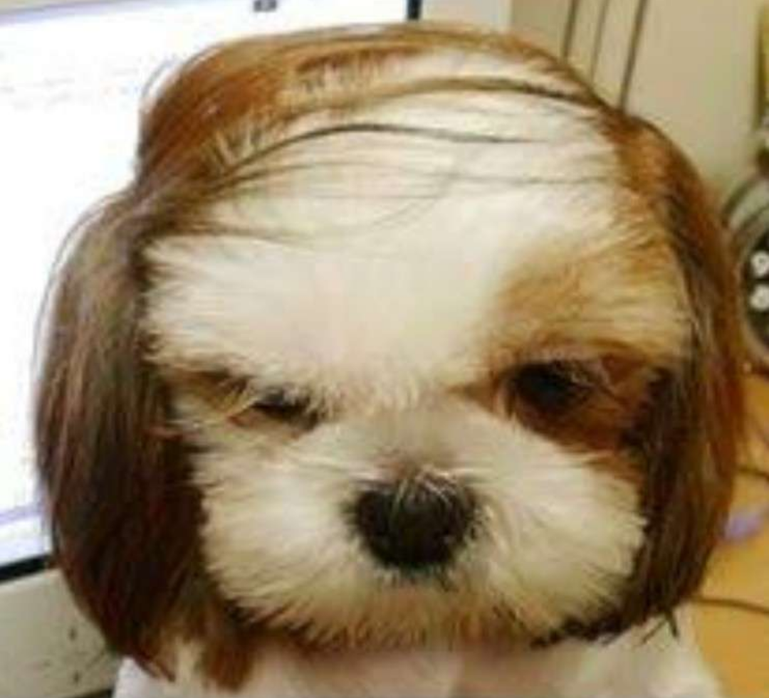 犬のかわいい画像をはるトピ