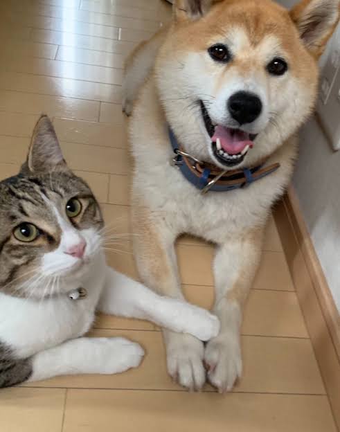 犬のかわいい画像をはるトピ