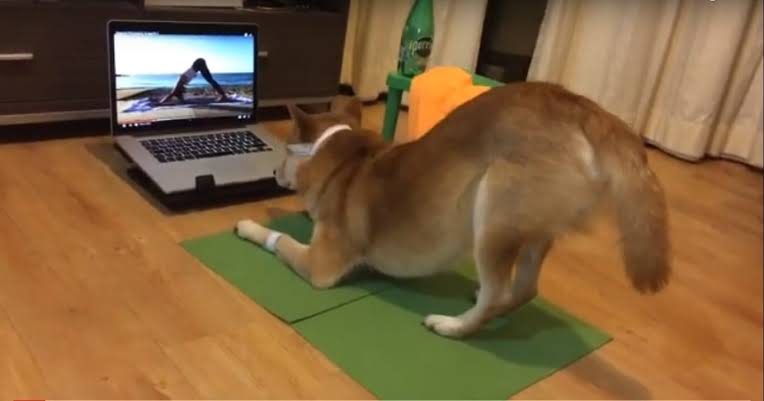 犬のかわいい画像をはるトピ