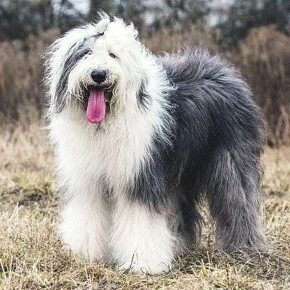 犬のかわいい画像をはるトピ