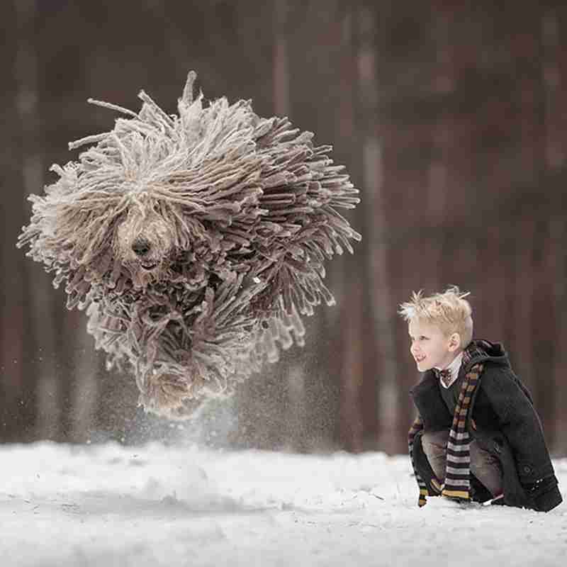 犬のかわいい画像をはるトピ