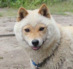 犬のかわいい画像をはるトピ
