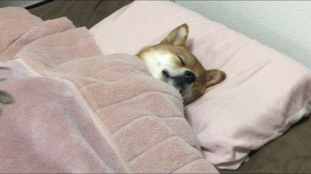 犬のかわいい画像をはるトピ
