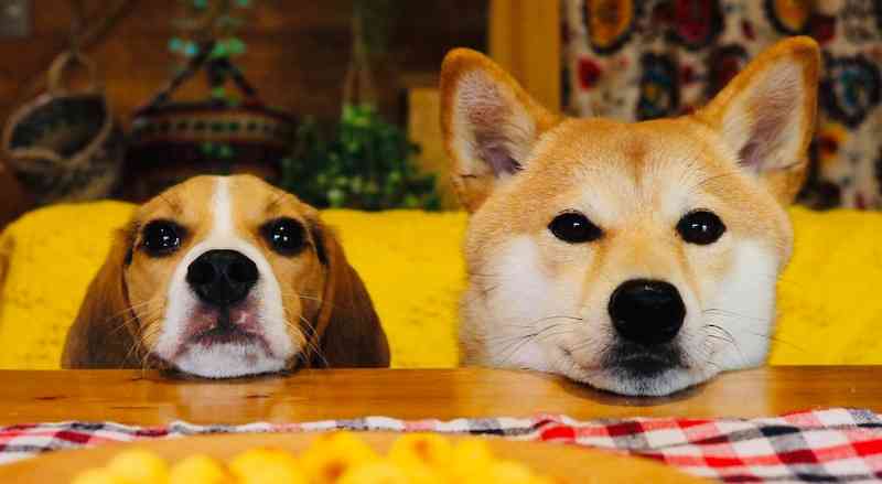 犬のかわいい画像をはるトピ