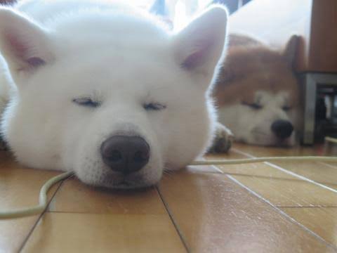 犬のかわいい画像をはるトピ