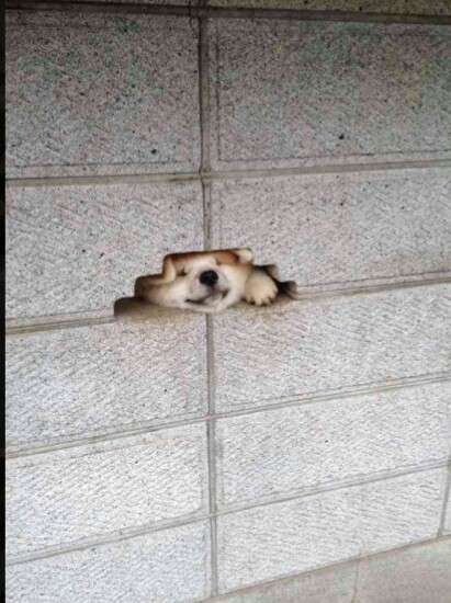 犬のかわいい画像をはるトピ