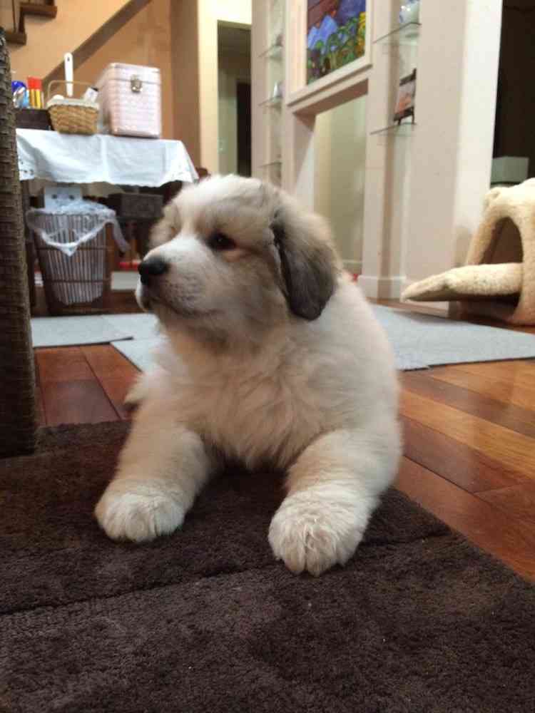 犬のかわいい画像をはるトピ