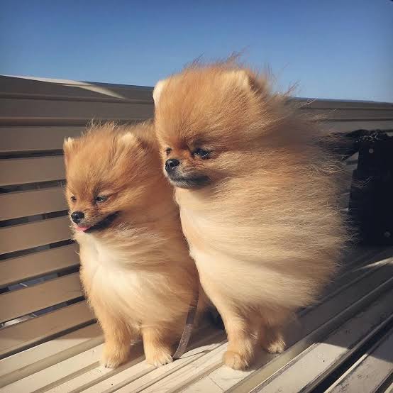 犬のかわいい画像をはるトピ