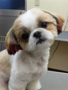 犬のかわいい画像をはるトピ