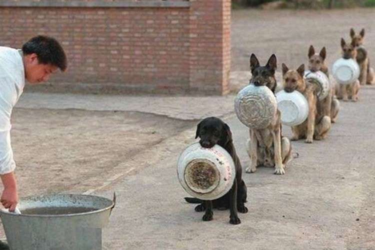 犬のかわいい画像をはるトピ