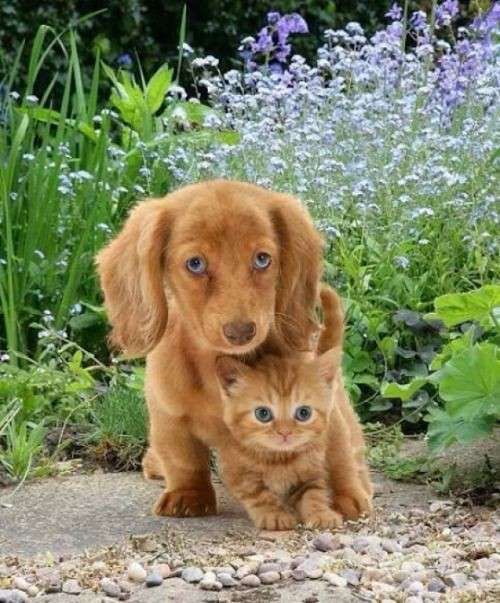 犬のかわいい画像をはるトピ