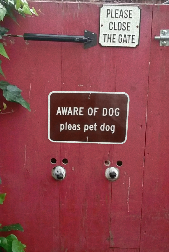 犬のかわいい画像をはるトピ